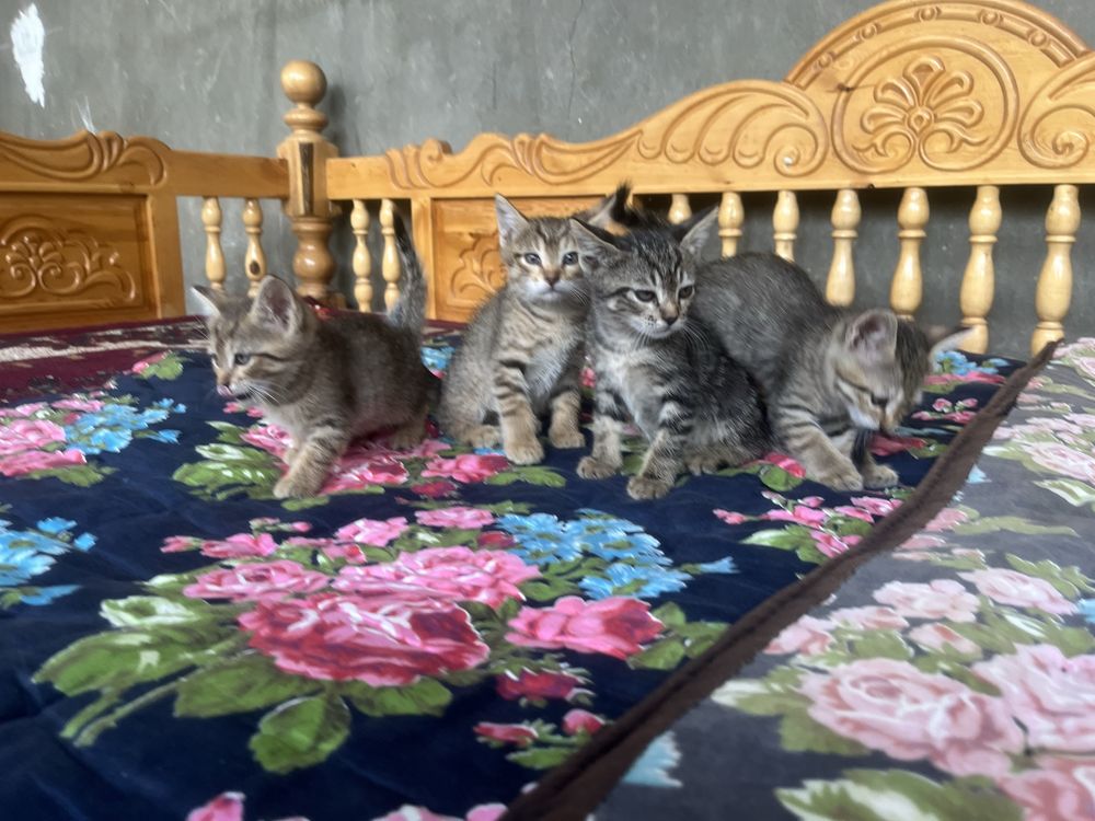 Котята в добрые руки / Хадия мехрли кулларга