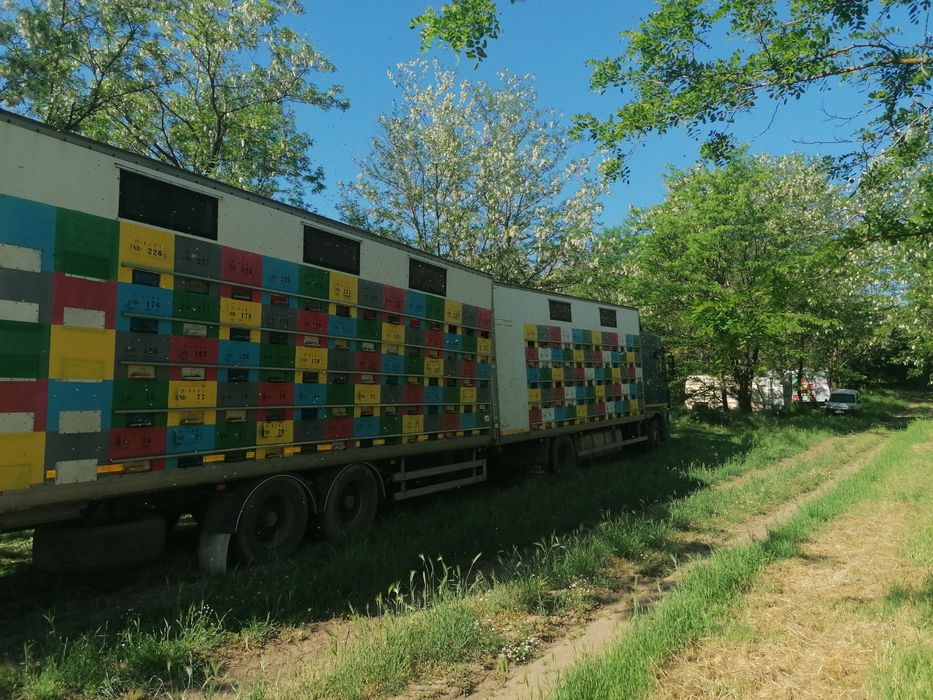 Vând stupina peste 200 de familii