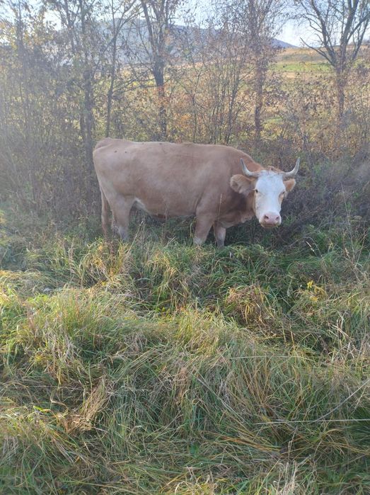 Vând vaca cu vitea