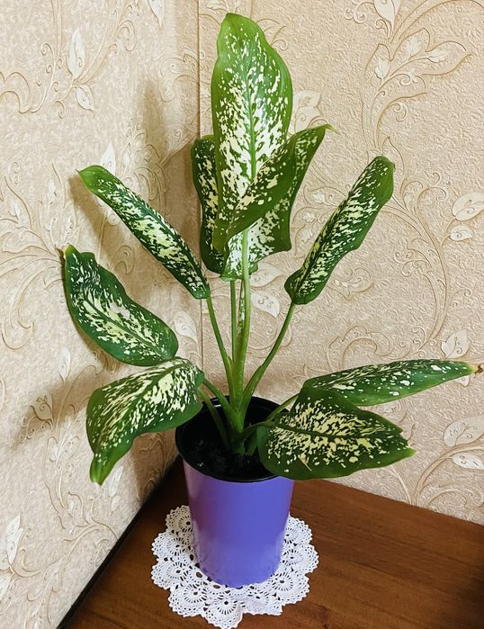 Продам диффенбахию