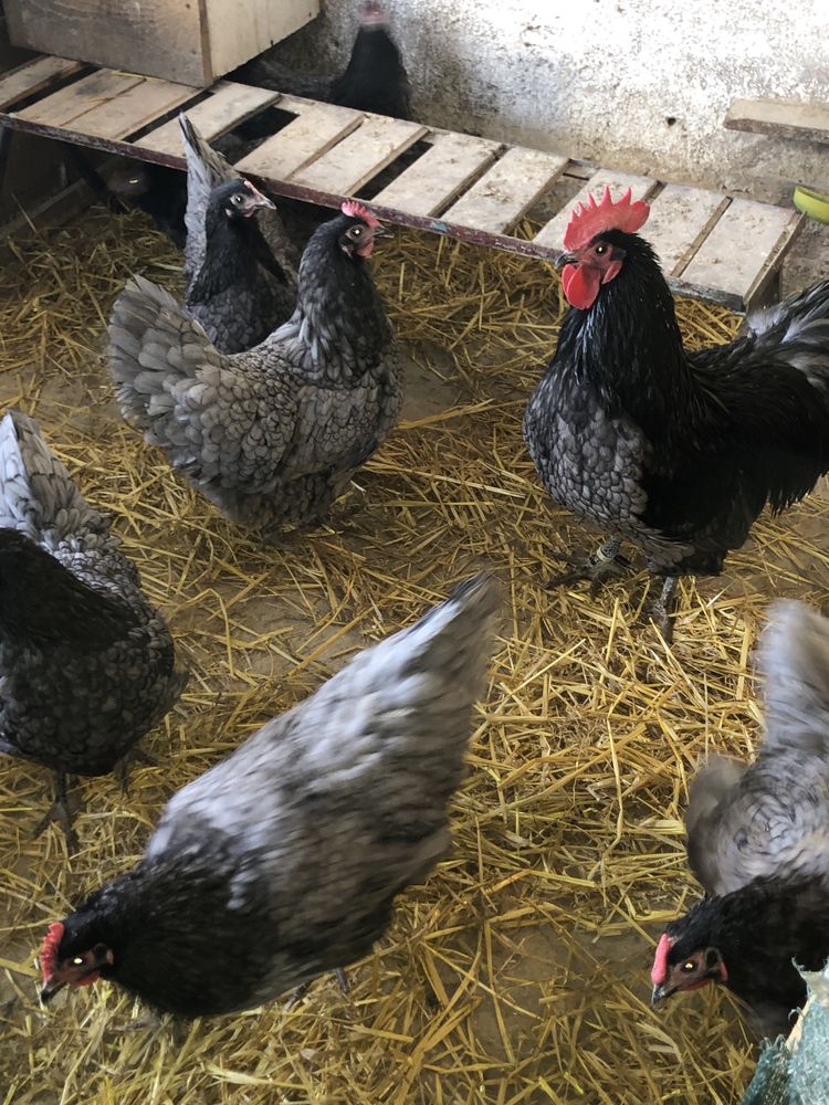 Oua Australorp pentru incubat