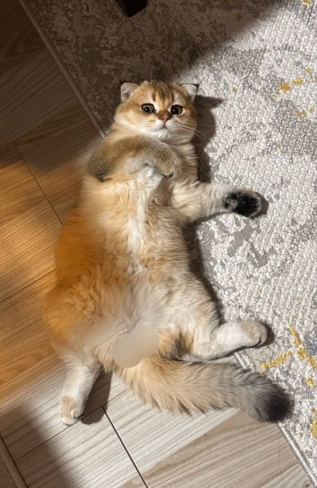 Shinshilla 6 oylik 6 месяц