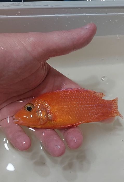 Pesti acvariu - Ciclide Africane