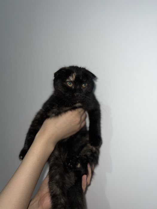 Продам Котенка Девочку