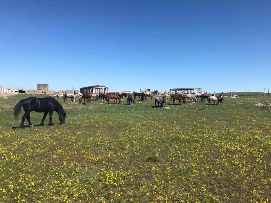 Продаю косяк лошадей