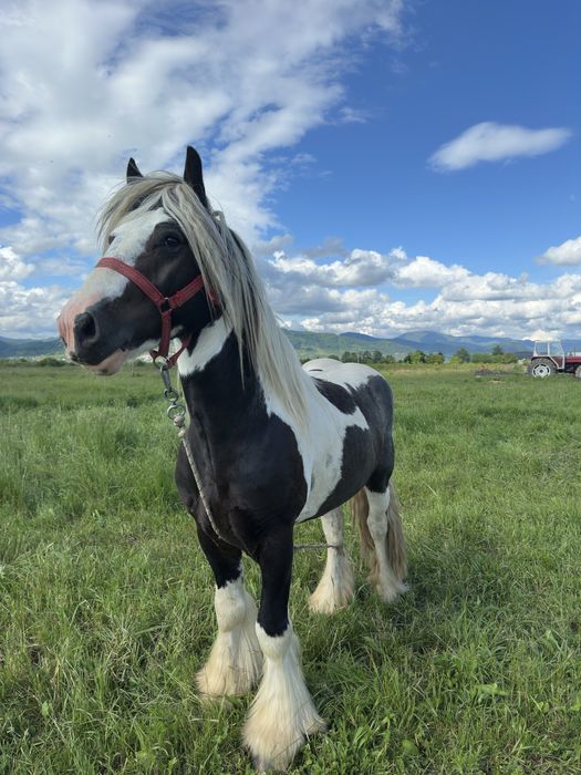Armasar gypsy vanner pentru monta