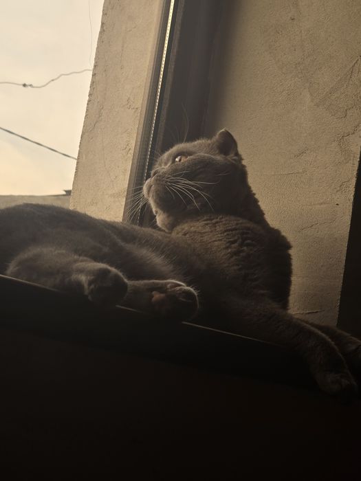 Skotish fold oʻgʻil bola