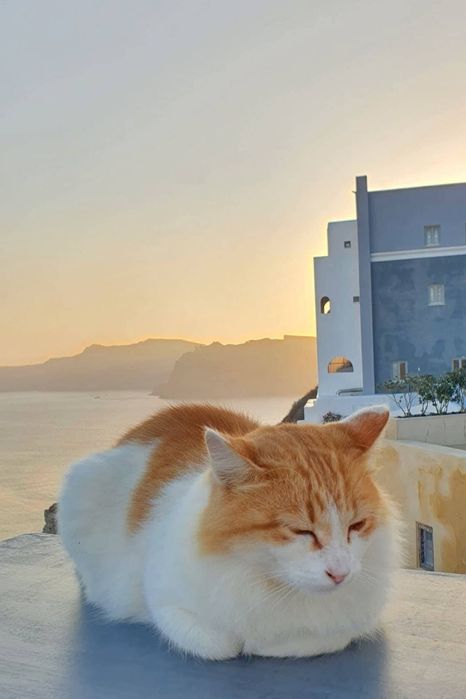 Cat sitter, îngrijire pisici