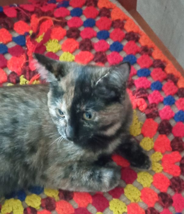 Отдам котенка в хорошие руки. Есть доставка сатжез бесплатно