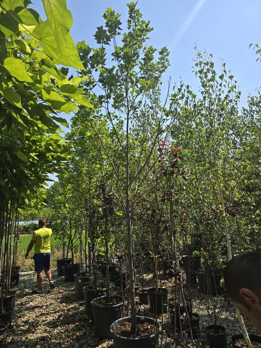 Catalpa platan tei mesteacăn