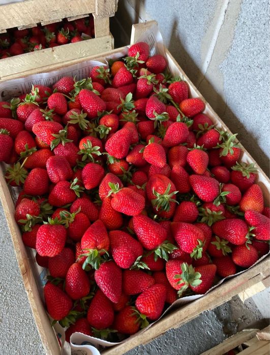 Ферма по выращиванию клубниики и малины