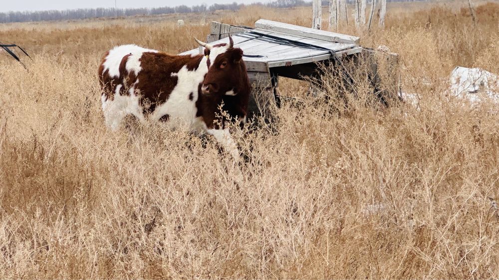 Қашар сатылады буаз