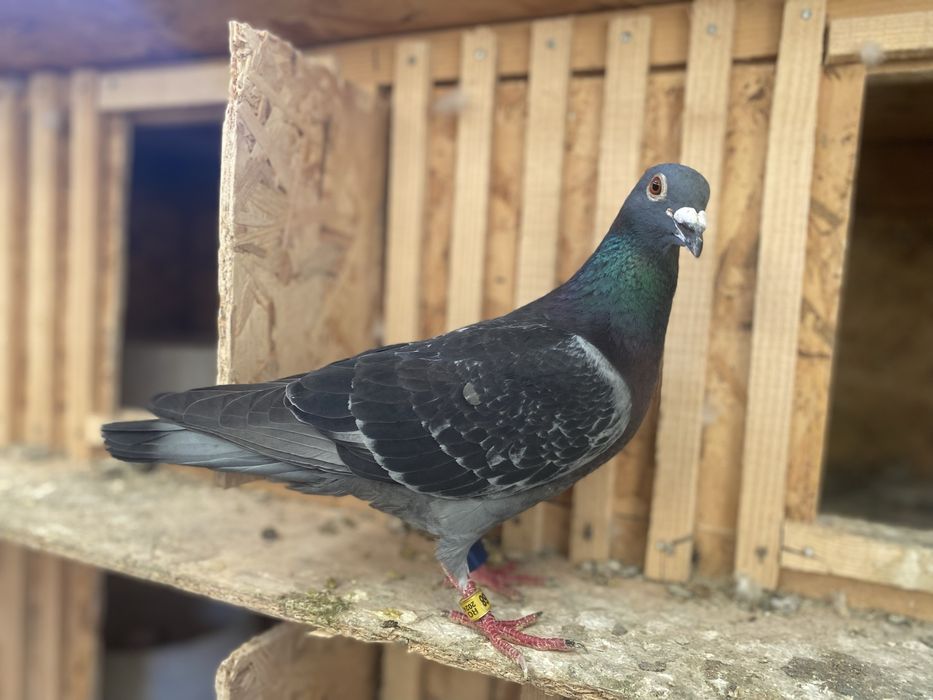 Porumbei voiajori pentru diferite etape de concurs