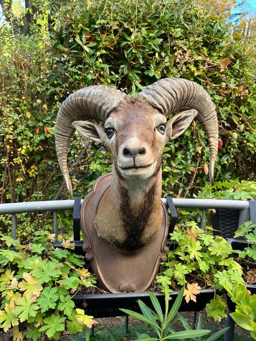 Препарирани трофеи от муфлон