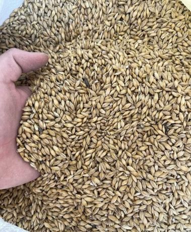 Продам ячмень пшеница кукуруза овёс отруби
