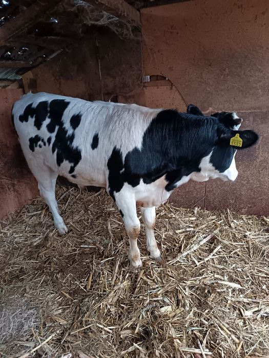 Vând tauras din monta