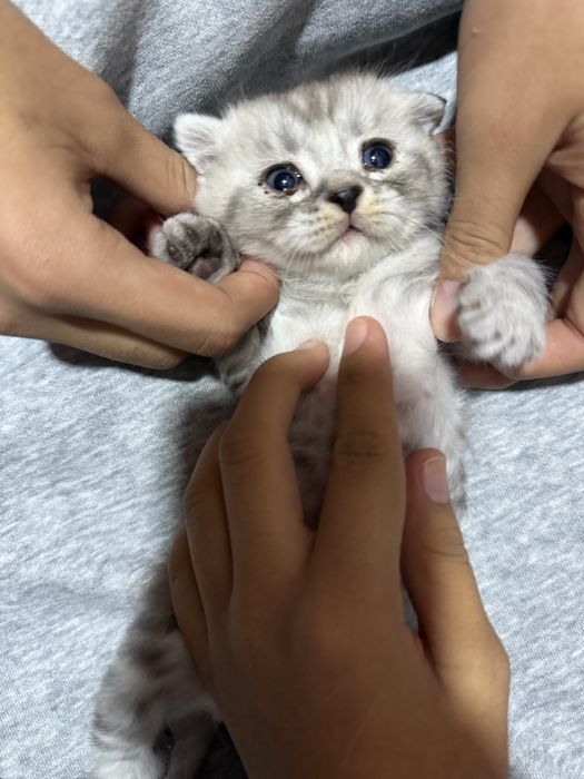 Scottish fold mushuk
