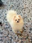Femela pomeranian albă, cu PEDIGREE