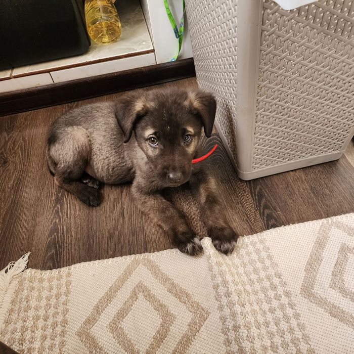 щенок,девочка,в добрые руки