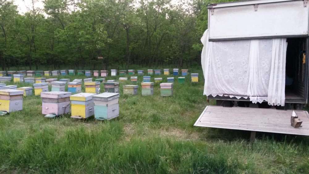 vand miere de albine