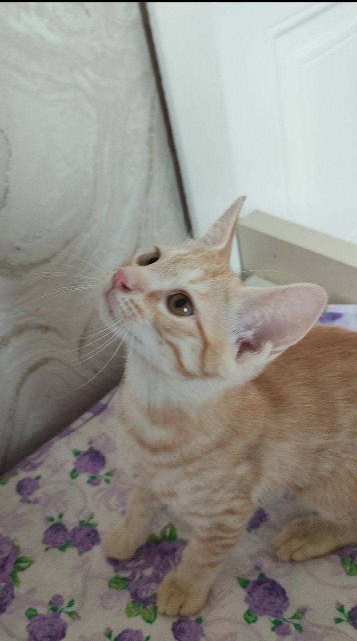 Mushukcha yaxshi qoʻllarga beriladi