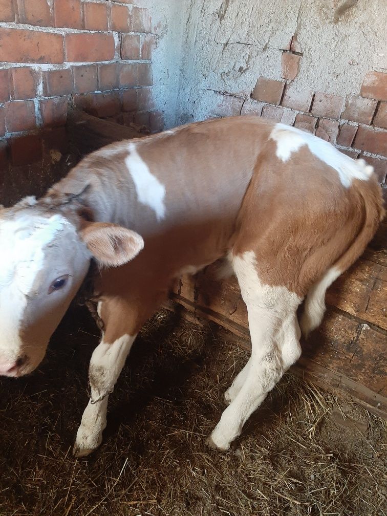 Vând vaca cu vitel Baltata românească de 6 ani com tarnova caras sever