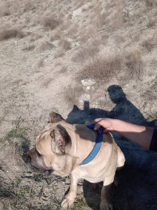 Продавам кане корсо