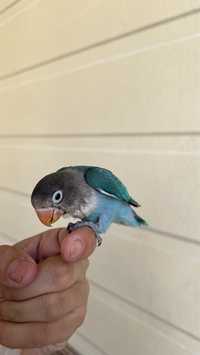 Ручной попугай неразлучник