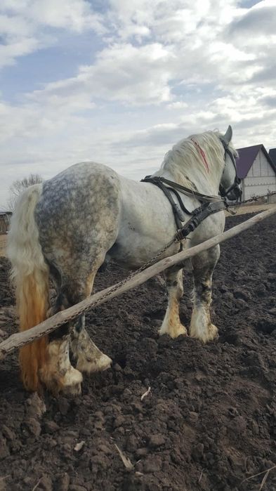 Armăsar  9 ani blând