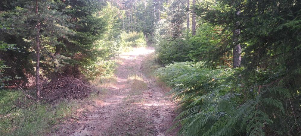 Продава се Земеделски имот в с. Давидково, Област Смолян -  кв.м за 2487 €/дка - Снимка #4