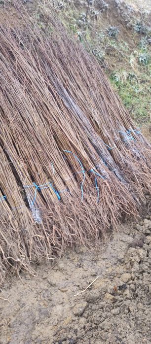 Puieți salcâm frasin tei fag carpen stejar mesteacăn plop brad molid