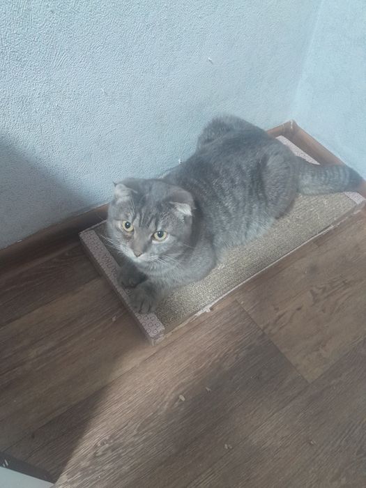 Отдам шотландского вислаухокого кота