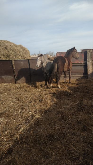 Продам байтал и жабагы