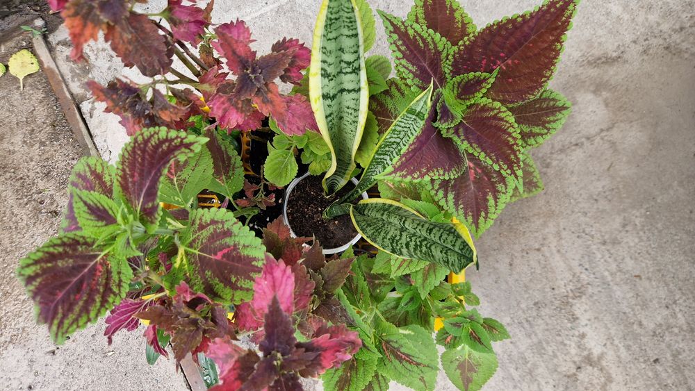 Комнатные цветы (разные)