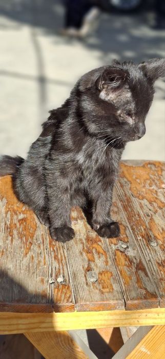 Черный Котенок девочка