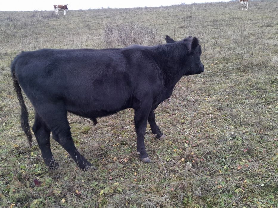 Tauras de angus negru