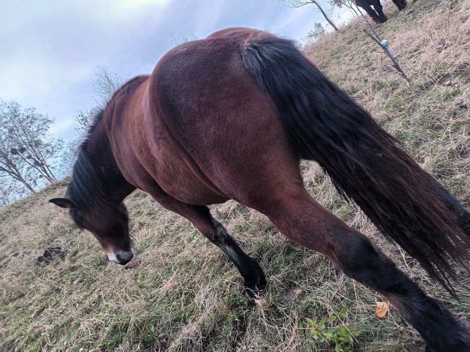 Mânz de 1 an și 6 luni