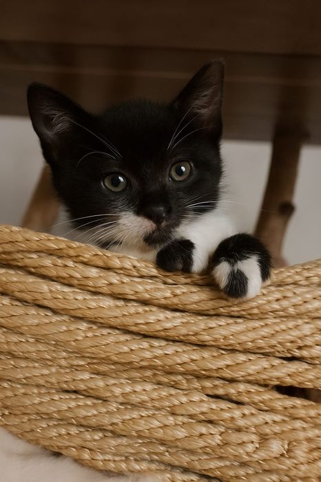 Pisicuta adoptie