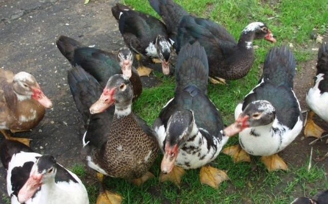 Срочно Продаётся Индоутка мускусние