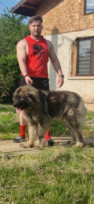 Femela Ciobanesc Caucazian