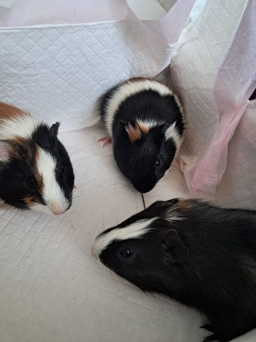 Porcusori de Guineea Super ofertă 15 lei