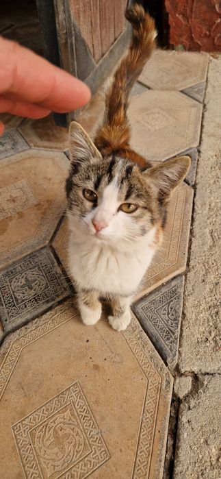 Мушукча Бачасы Бесплатно кимга керак булса тел килинг