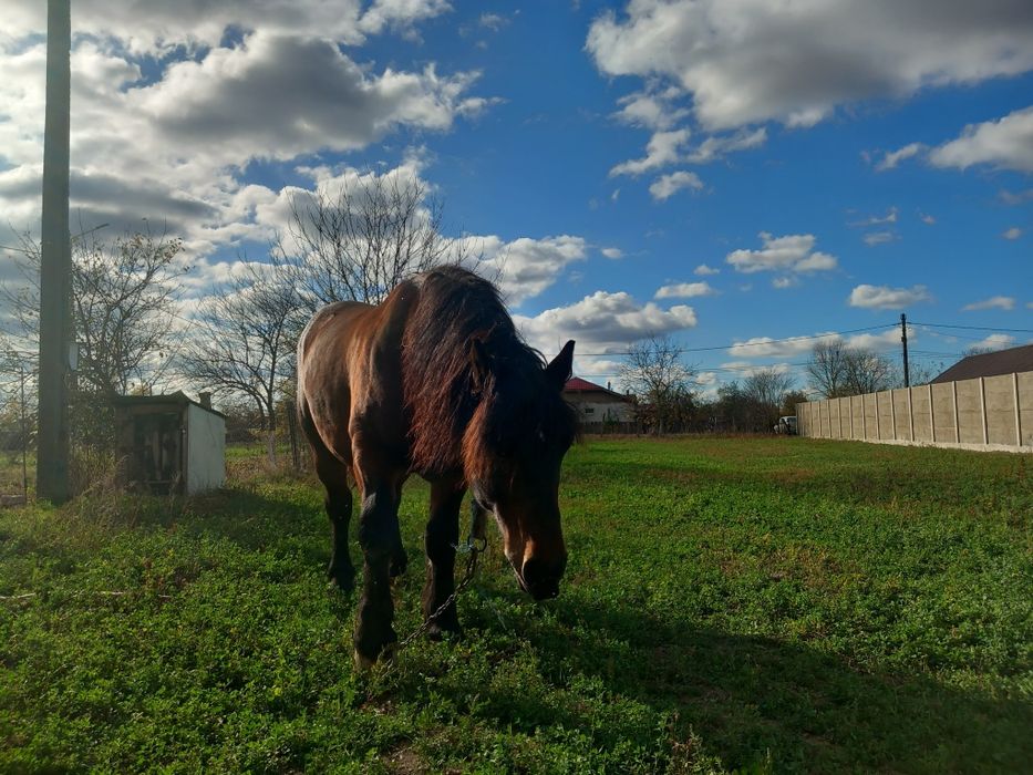 Vând cal 9 ani sau schimb