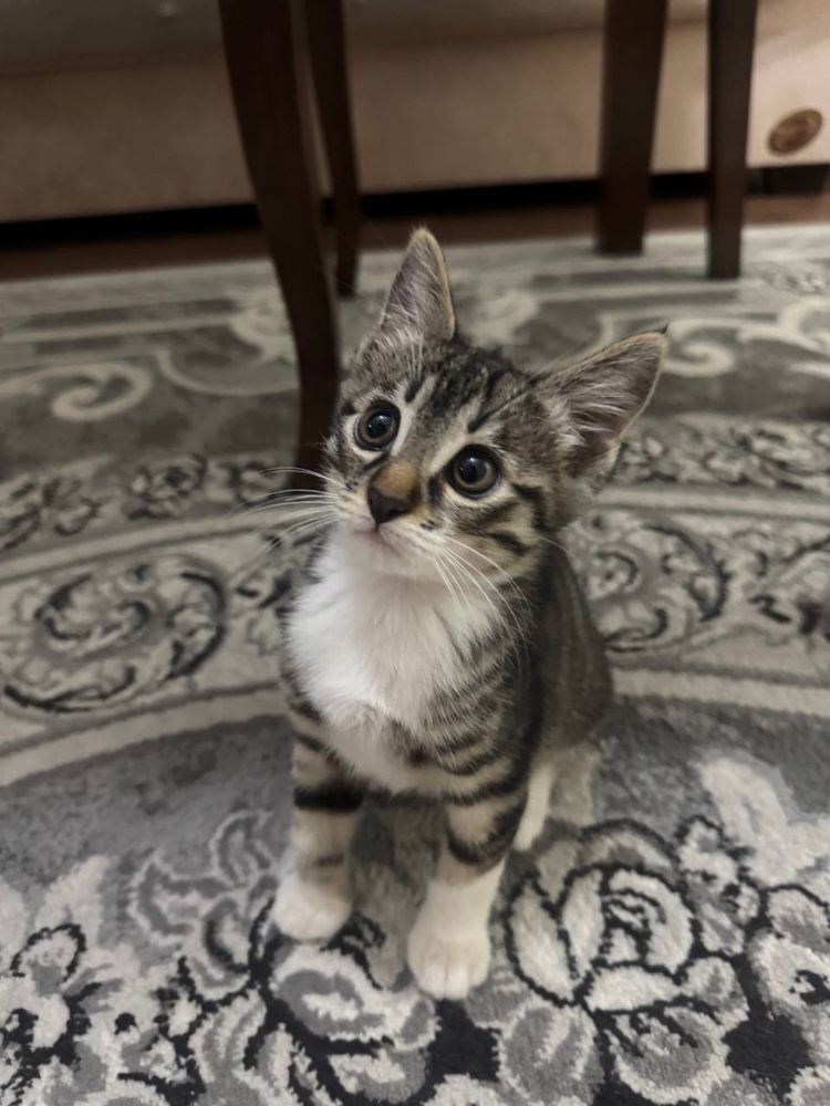 Отдаю котят в добрые руки