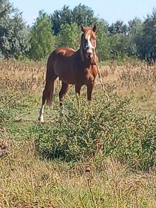 Vând armăsar corcitura de lipitan in vârsta de 3 ani