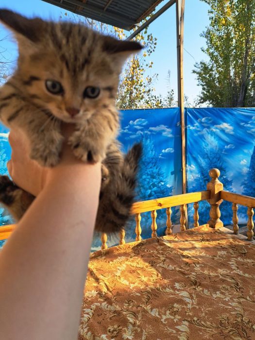 Mushuk sotiladi 2 ta