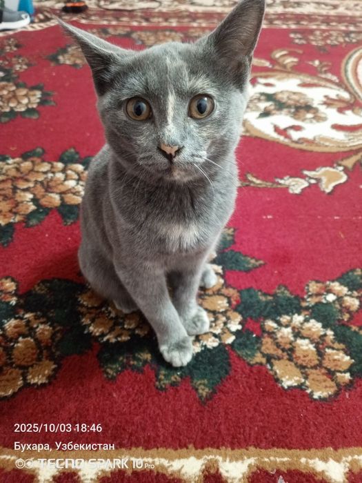 Дамашняя кошка прирученная маленкая