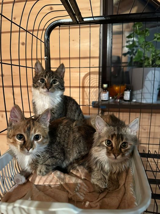 Отдам котят в добрые руки