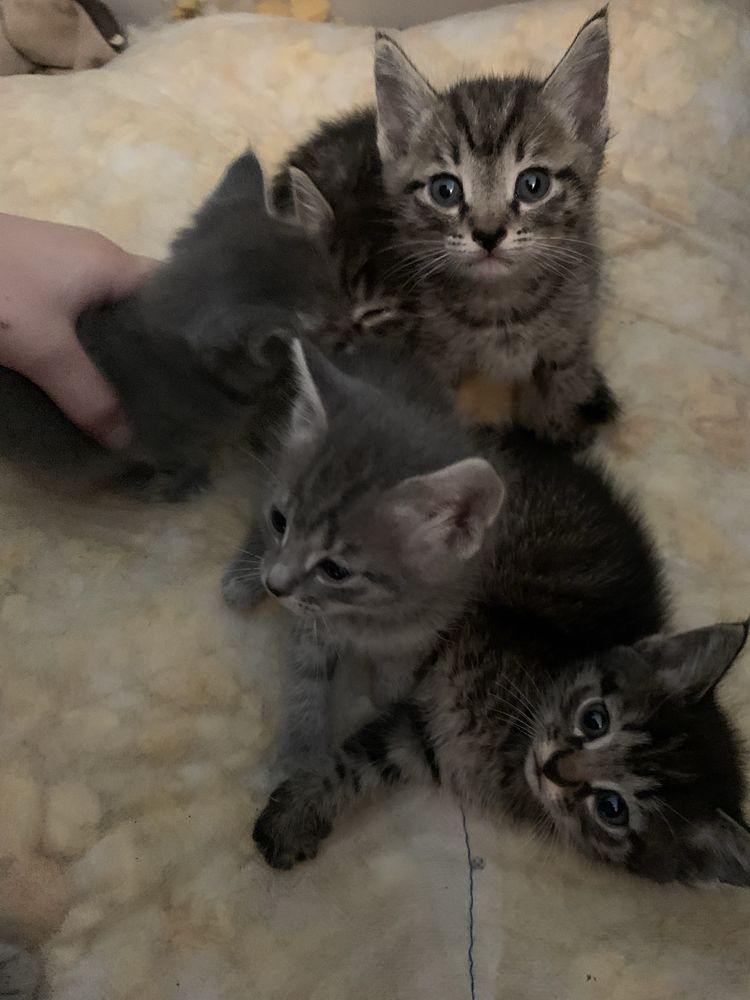 Котята в хлрошие руки