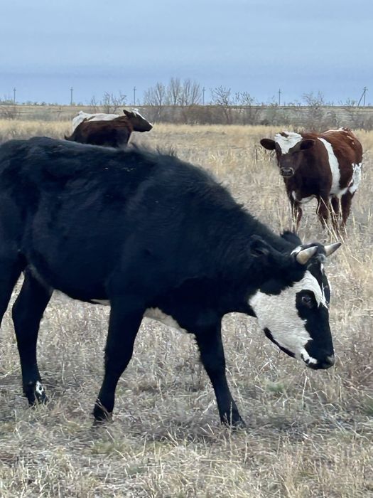 баспак,бузау сатылады .